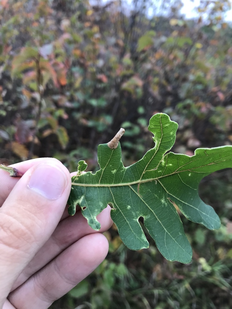 Phyllonorycter bataviella