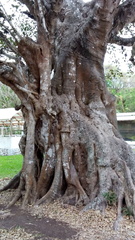 Ficus cotinifolia