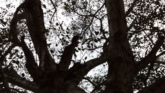 Ficus cotinifolia