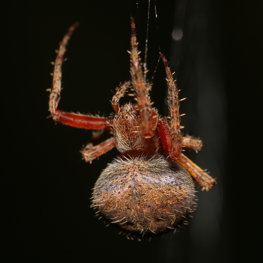 spotted-orbweaver-from-silver-spring-md-usa-on-september-30-2023-at