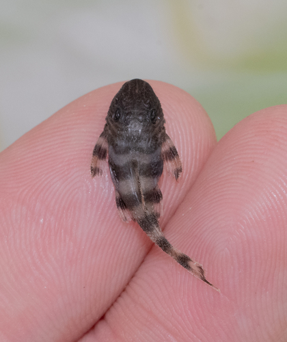 Chang's pleco (Panaqolus changae) — Loricariidae — 2