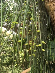 Rhipsalis