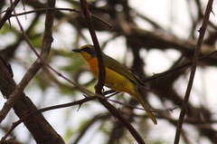 Telophorus sulfureopectus