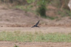 Psalidoprocne pristoptera