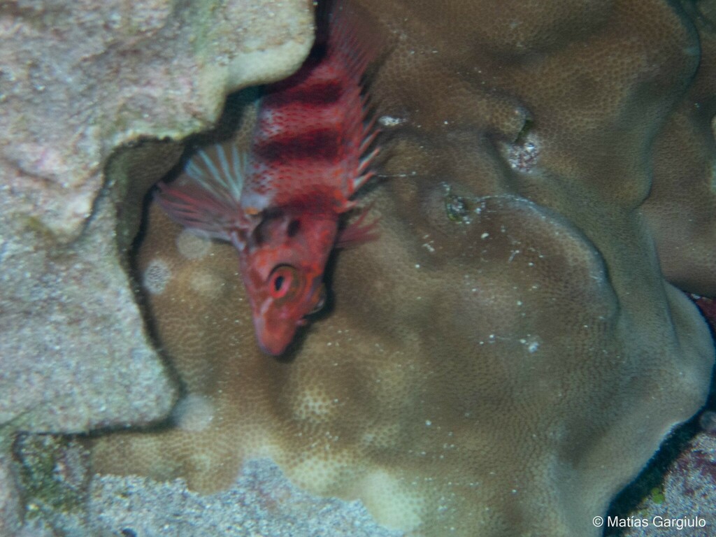 Wilhelm's Hawkfishes