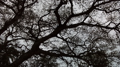 Ficus cotinifolia