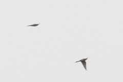 Merops persicus persicus