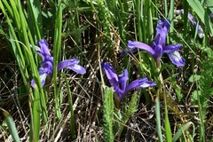 Iris ruthenica