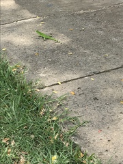 Iguana iguana