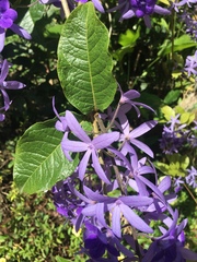 Petrea
