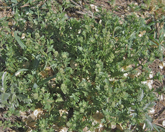 Lepidium oblongum