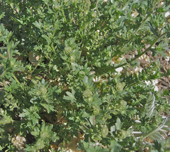 Lepidium oblongum