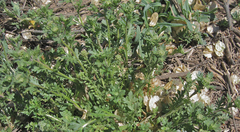 Lepidium oblongum