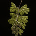 Hymenophyllum asperulum - Photo (c) Pablo Silva, μερικά δικαιώματα διατηρούνται (CC BY), uploaded by Pablo Silva