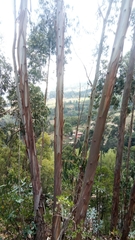 Eucalyptus globulus