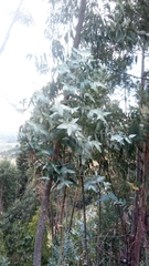 Eucalyptus globulus
