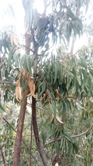 Eucalyptus globulus