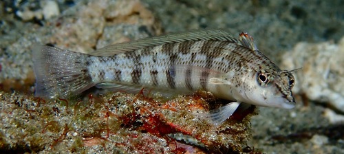 Parapercis lineopunctata