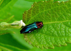 Agrilus coelestis