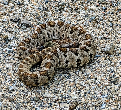 Lower California Rattlesnake