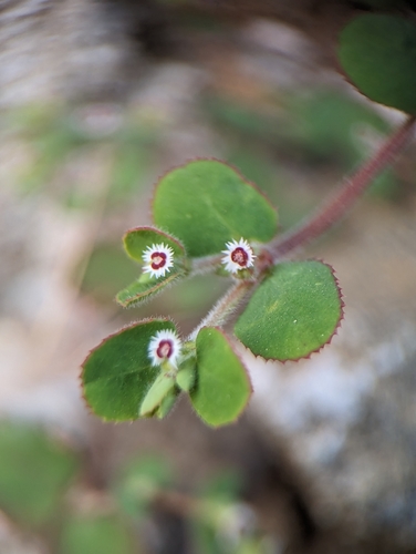 Image of Euphorbia dentosa by (c) Abraham Sánchez Romero, some rights reserved (CC BY)