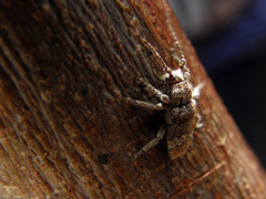 Prosoplus bankii