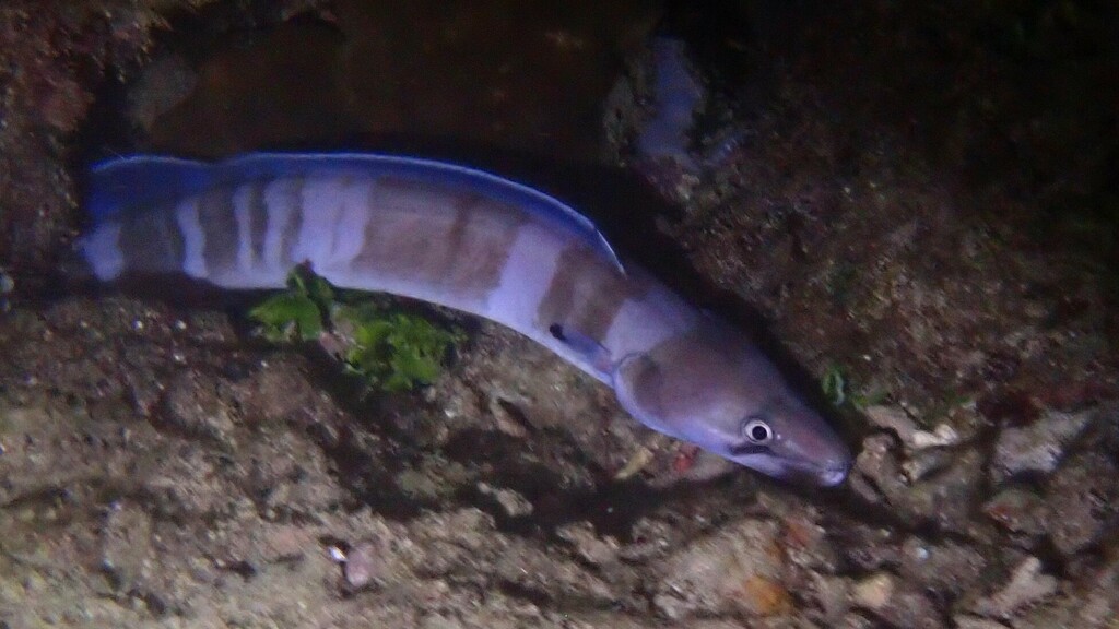 Longfin African conger