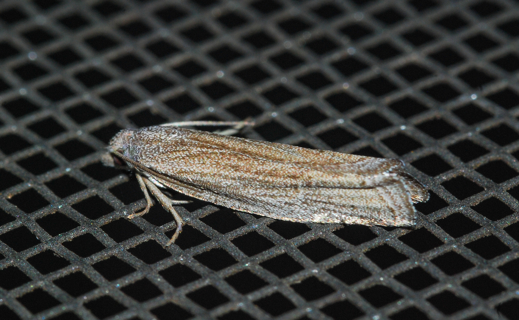 Eucosma lapidana