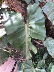 Philodendron