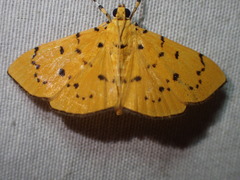 Phaedropsis