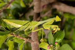 Stagmatoptera hyaloptera