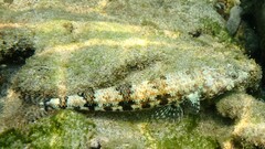 Twospot Lizardfish photo 3