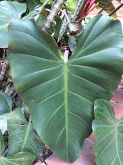 Philodendron