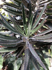 Kalanchoe × houghtonii