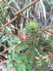 Tetramerium nervosum
