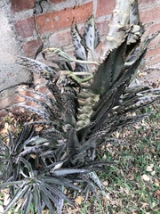 Bryophyllum