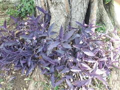 Tradescantia pallida