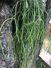 Rhipsalis baccifera