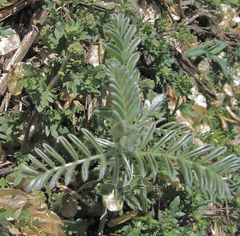 Sophora nuttalliana