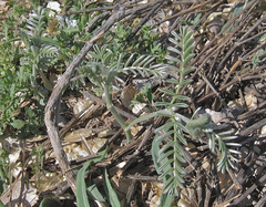 Sophora nuttalliana