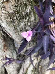 Tradescantia pallida