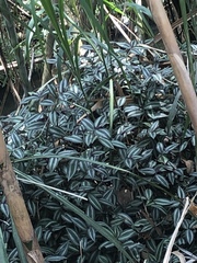 Tradescantia zebrina