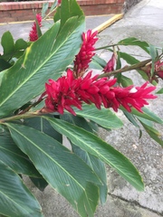 Alpinia purpurata