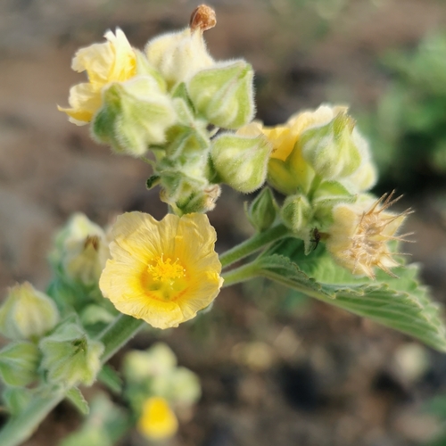 Sida cordifolia observed 2023-09-30