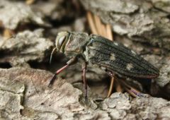 Chrysobothris chrysostigma