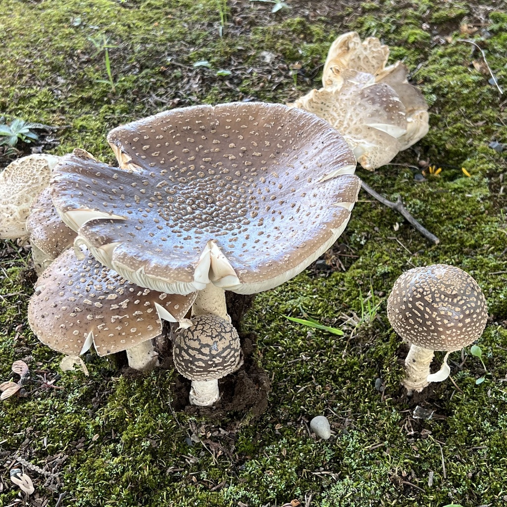 Amanita ibotengutake · October 2023 · photo: © hirokiit (iNaturalist, cc-by)