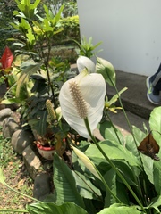 Spathiphyllum