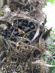 Cocoseae