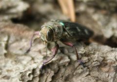 Chrysobothris chrysostigma