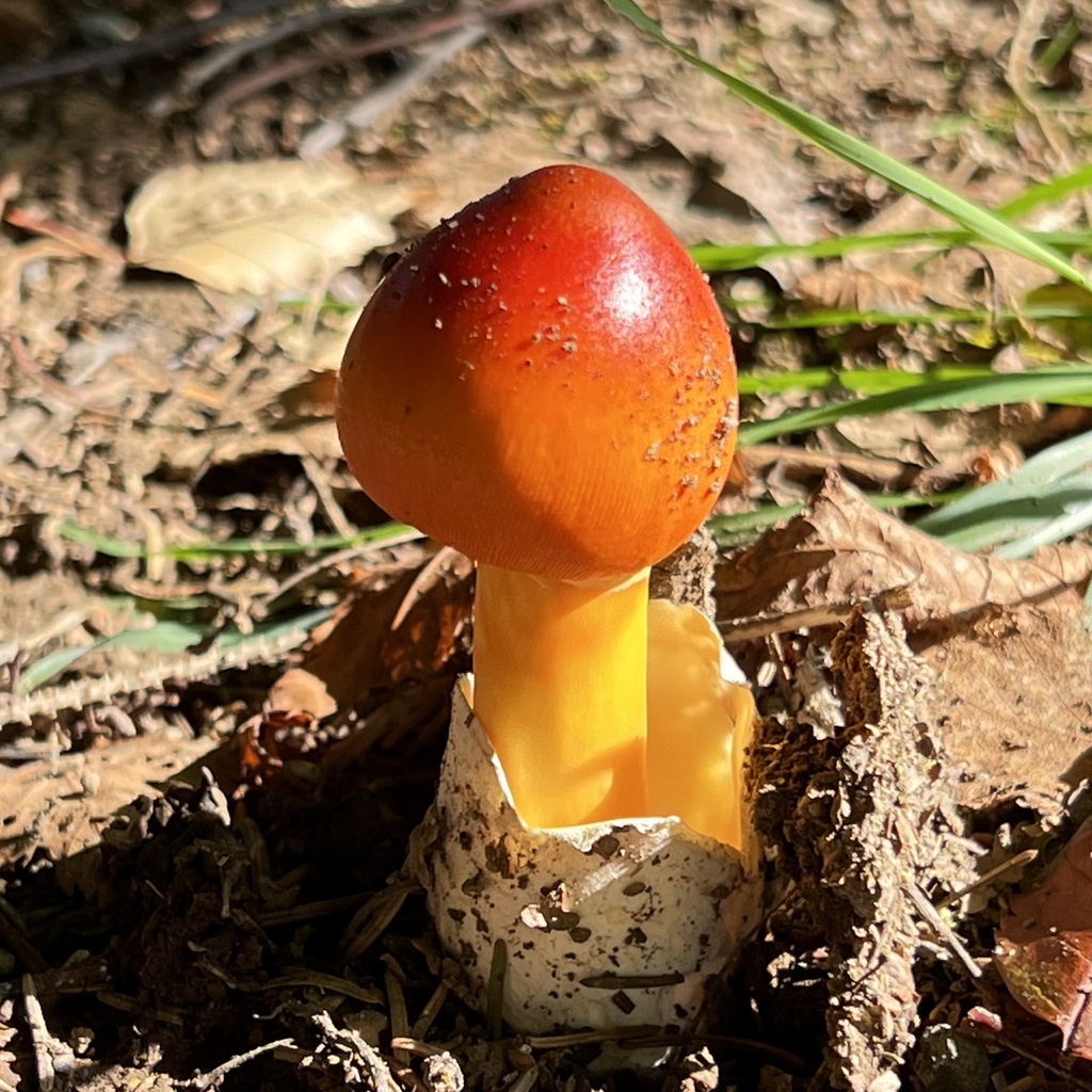 Amanita caesareoides · October 2023 · photo: © hirokiit (iNaturalist, cc-by)